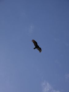 Preview wallpaper eagle, flight, wings, bottom view