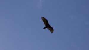 Preview wallpaper eagle, flight, wings, bottom view