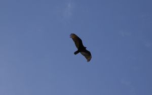 Preview wallpaper eagle, flight, wings, bottom view