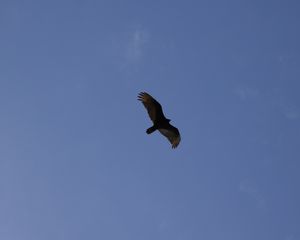 Preview wallpaper eagle, flight, wings, bottom view