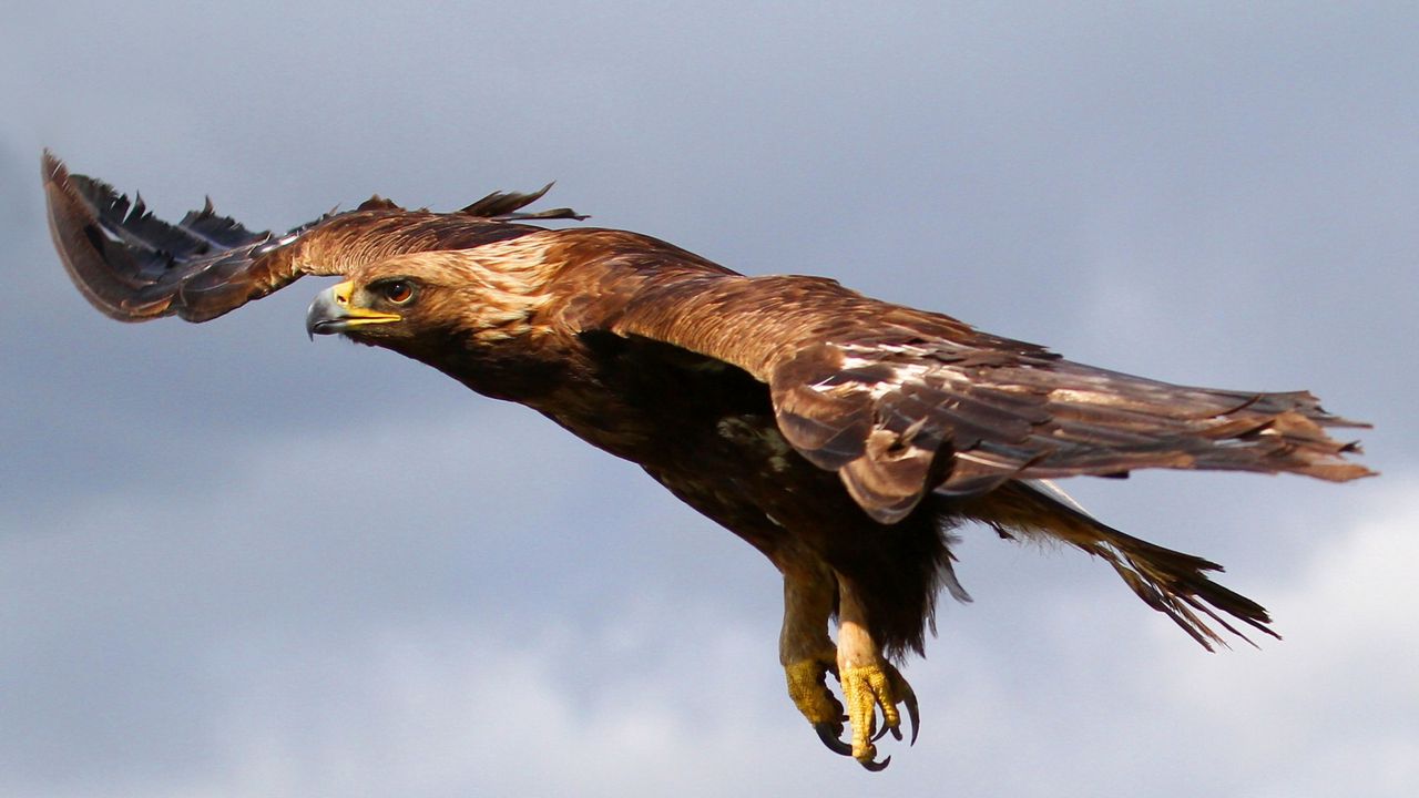 Wallpaper eagle, flying, sky, predator, bird