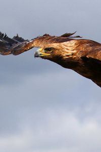 Preview wallpaper eagle, flying, sky, predator, bird