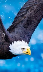 Preview wallpaper eagle, flying, sky, swing, predator