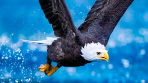 Preview wallpaper eagle, flying, sky, swing, predator