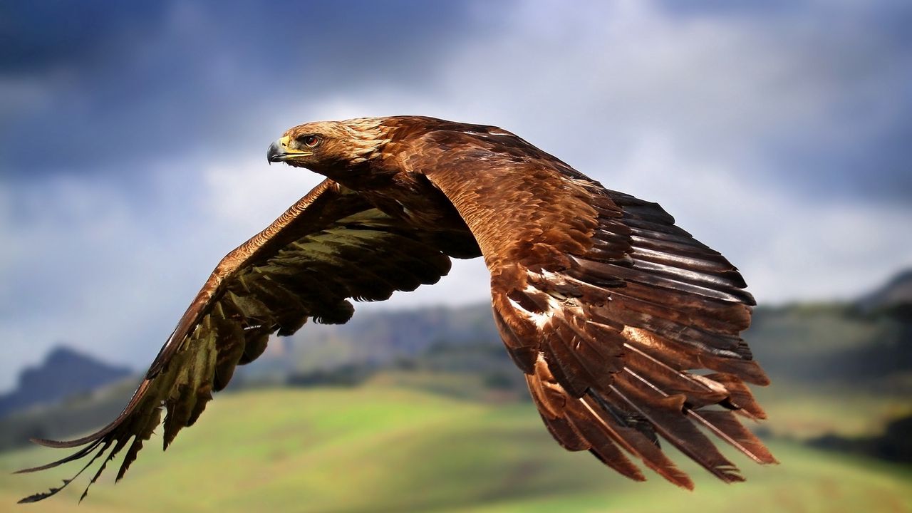 Wallpaper eagle, flying, sky, bird, predator