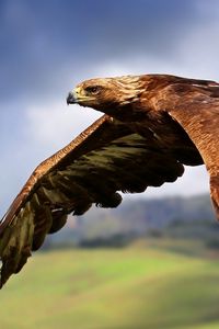 Preview wallpaper eagle, flying, sky, bird, predator