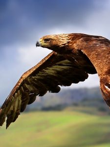 Preview wallpaper eagle, flying, sky, bird, predator