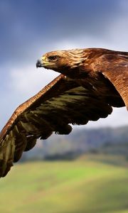 Preview wallpaper eagle, flying, sky, bird, predator