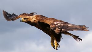 Preview wallpaper eagle, flying, sky, predator, bird
