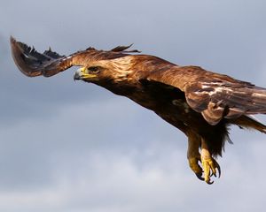 Preview wallpaper eagle, flying, sky, predator, bird