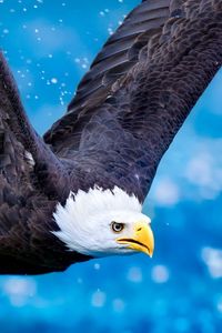 Preview wallpaper eagle, flying, sky, swing, predator