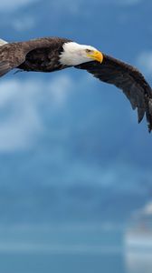 Preview wallpaper eagle, flying, wings, sky