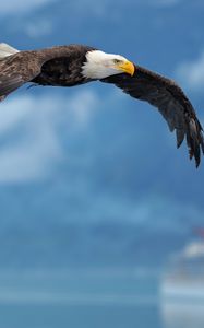 Preview wallpaper eagle, flying, wings, sky