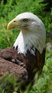 Preview wallpaper eagle, glance, bird, predator, wildlife