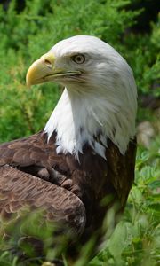 Preview wallpaper eagle, glance, bird, predator, wildlife