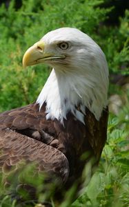 Preview wallpaper eagle, glance, bird, predator, wildlife