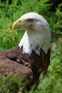 Preview wallpaper eagle, glance, bird, predator, wildlife