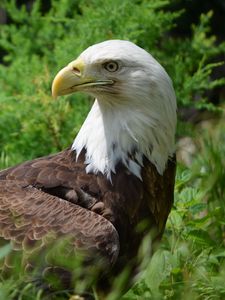 Preview wallpaper eagle, glance, bird, predator, wildlife