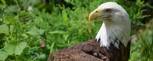 Preview wallpaper eagle, glance, bird, predator, wildlife