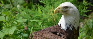 Preview wallpaper eagle, glance, bird, predator, wildlife