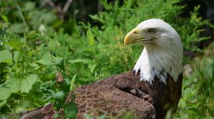 Preview wallpaper eagle, glance, bird, predator, wildlife
