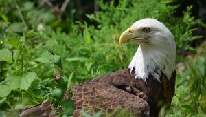 Preview wallpaper eagle, glance, bird, predator, wildlife