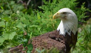 Preview wallpaper eagle, glance, bird, predator, wildlife