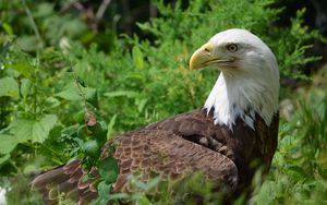 Preview wallpaper eagle, glance, bird, predator, wildlife