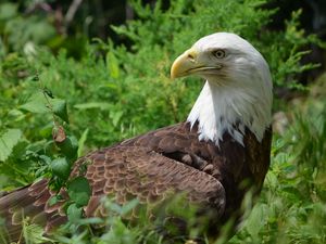 Preview wallpaper eagle, glance, bird, predator, wildlife