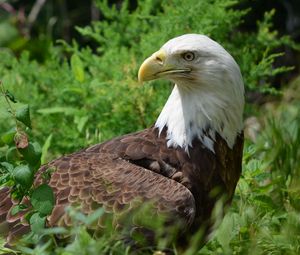 Preview wallpaper eagle, glance, bird, predator, wildlife