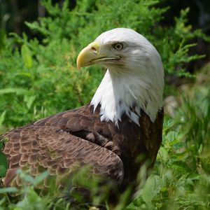 Preview wallpaper eagle, glance, bird, predator, wildlife