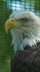Preview wallpaper eagle, glance, bird, beak, predator