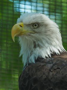 Preview wallpaper eagle, glance, bird, beak, predator