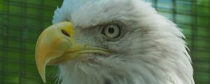 Preview wallpaper eagle, glance, bird, beak, predator