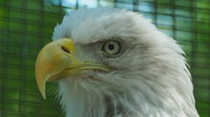 Preview wallpaper eagle, glance, bird, beak, predator