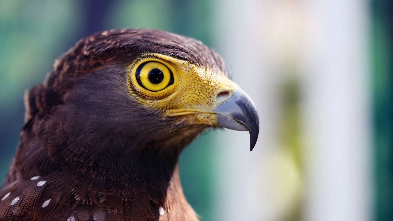 Wallpaper eagle, head, beak, striped, eye