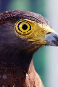 Preview wallpaper eagle, head, beak, striped, eye