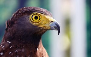 Preview wallpaper eagle, head, beak, striped, eye