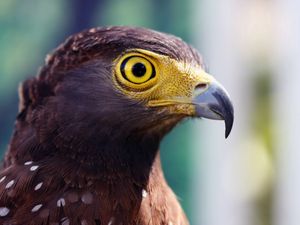 Preview wallpaper eagle, head, beak, striped, eye