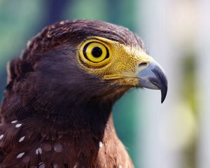 Preview wallpaper eagle, head, beak, striped, eye