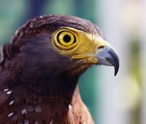 Preview wallpaper eagle, head, beak, striped, eye