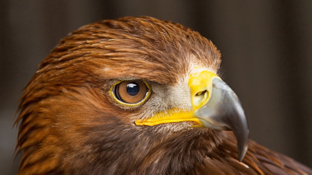 Wallpaper eagle, head, beak, bird, predator