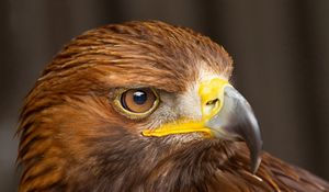 Preview wallpaper eagle, head, beak, bird, predator