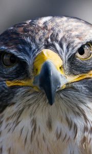 Preview wallpaper eagle, head, beak, bird, predator
