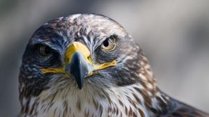 Preview wallpaper eagle, head, beak, bird, predator