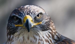 Preview wallpaper eagle, head, beak, bird, predator
