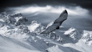 Preview wallpaper eagle, mountain, sky, snow, hills, birds, predators