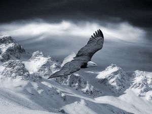 Preview wallpaper eagle, mountain, sky, snow, hills, birds, predators