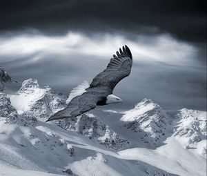Preview wallpaper eagle, mountain, sky, snow, hills, birds, predators