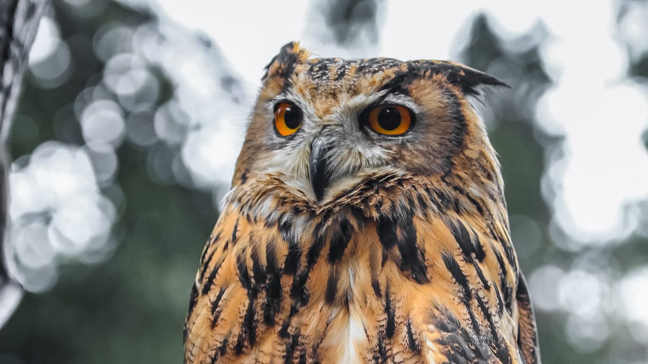 Wallpaper eagle owl, bird, brown, wildlife